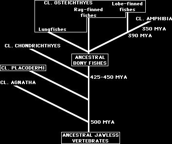 Page 5 of 5 3-Does your classification scheme reflect the evolutionary relationships and phylogeny among taxa? Who evolved from whom?