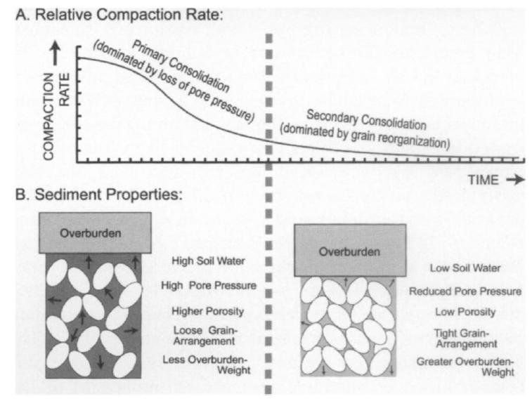 Figure 5. As sediment is compacted, it goes through 2 stages, called primary consolidation and secondary consolidation. During primary consolidation, the compaction rate is rapid.