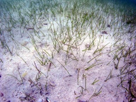 16 Seagrass Preservation Project Site Survey < Survey Results > 1.