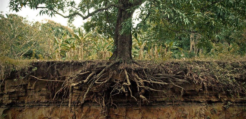 Roots push through the ground in different directions