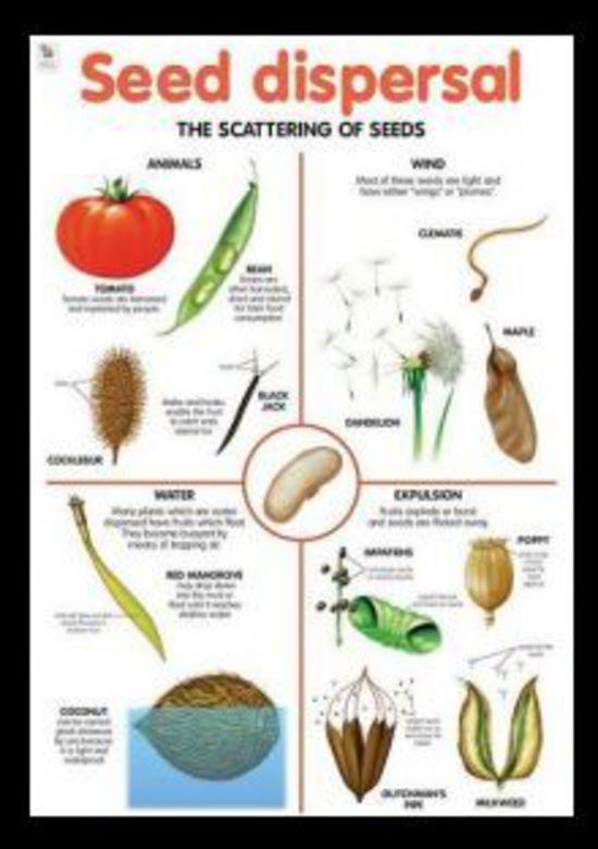Seed Dispersal When a seed is created, it can be protected inside fruits, cones, nuts, or other types of coverings. Now, the seed must be moved away from the parent plant.