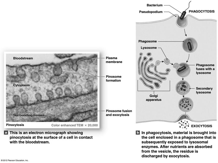 Pinocytosis and Phagocytosis