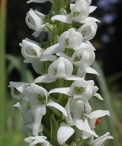 Plant Data Sheet 1 2 Species (common name, Latin name) White Bog Orchid, Platanthera dilatata Range Found from Alaska south to Oregon, northern United States and western mountainous