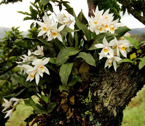 orchid species Malcolm Perry Kalyan Varma