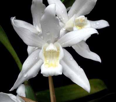 The Orchid Review Historical confusion Quite naturally, most writers of local Floras and books on Indian orchids came to believe that there were three different species, Coelogyne nervosa, C.