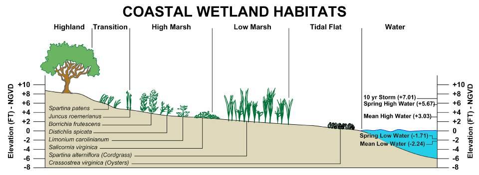 Controls On Tidal Wetland Formation Elevation (ft NGVD) 8 6 4 2 0-2 -4-6 Predicted Tide And Range Of Low Marsh Predicted Tide Surveyed Range Of Low Marsh 1 8 15