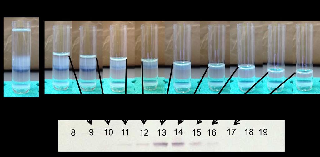 Fig. S Western blotting analysis with rabbit anti-sera to Cpn0 for each fraction.