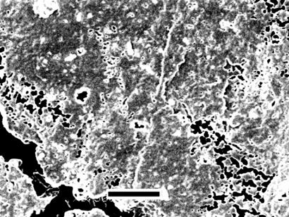 2D images of the West Texas carbonate sample at submicron resolution are given in Fig. 6.