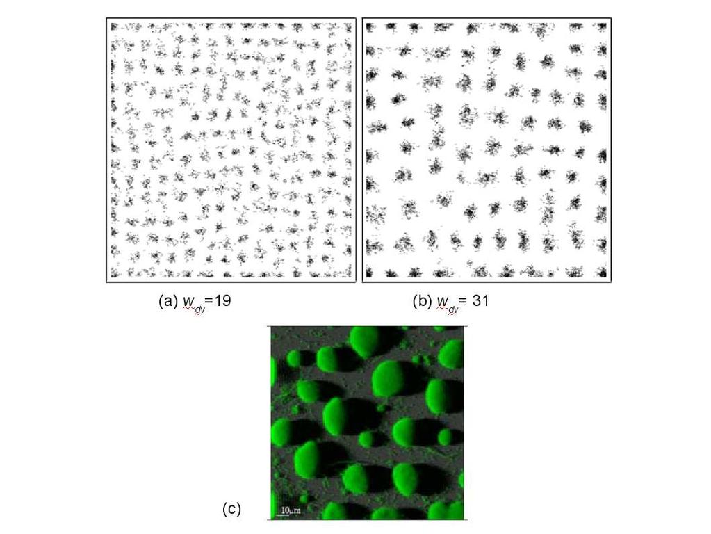 Figure 2: Snapshots of simulated patterns (a, b) and CLSM biofilm image for Pseudomonas aeruginosa (c) the size of the birth kernel.