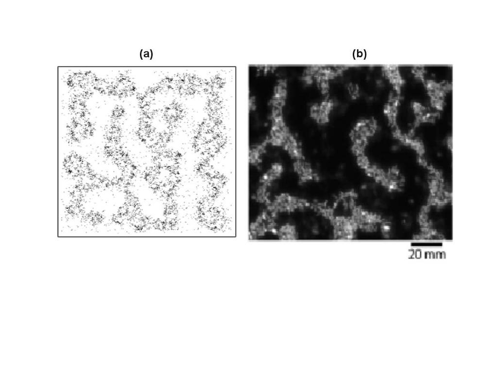 Figure 3: (a) Snapshots of simulated patterns (b) and CLSM biofilm image for Pseudomonas aeruginosa is required in order to cover all the potential patterns that can be represented by this IBM.