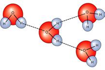 Hydrogen bonding Weak bonds formed between hydrogen and another atom Surface tension of water Important as intramolecular bonds, giving shape to proteins and other biomolecules Properties of Water