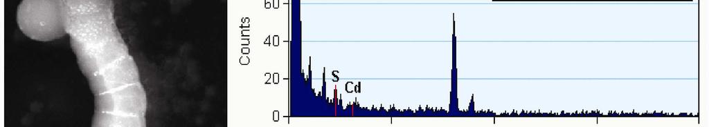 The EDX spectrum in region 1 shows strong elemental