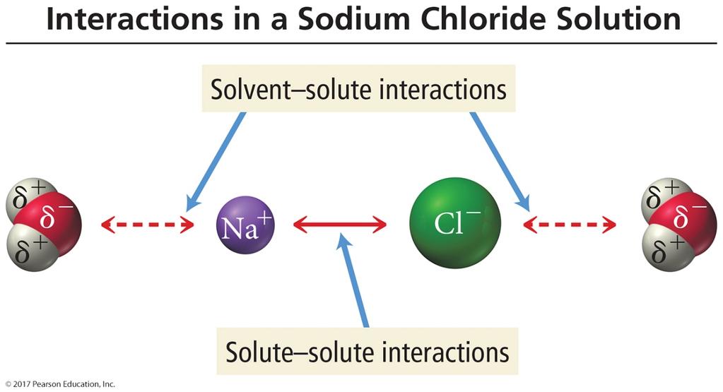 Solute and Solvent Interactions in a Sodium Chloride Solution When sodium chloride is put into water, the attraction of Na + and Cl ions