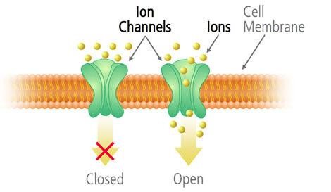 I. Stochastic resonance in an ion channel (Y. W. Parc, D. Koh, W.S, EPJB, (2009)) 1)A voltage gated ion channel can open and close depending upon external voltage.