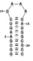 ) P5GA RNA hairpin : 22