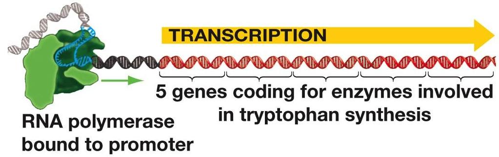 The trp Operon Contains 5 genes coding for proteins (enzymes) required for the synthesis of the amino acid tryptophan. Also contains a promoter and operator.