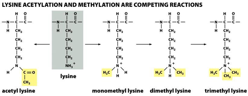 Modifications amino acids of