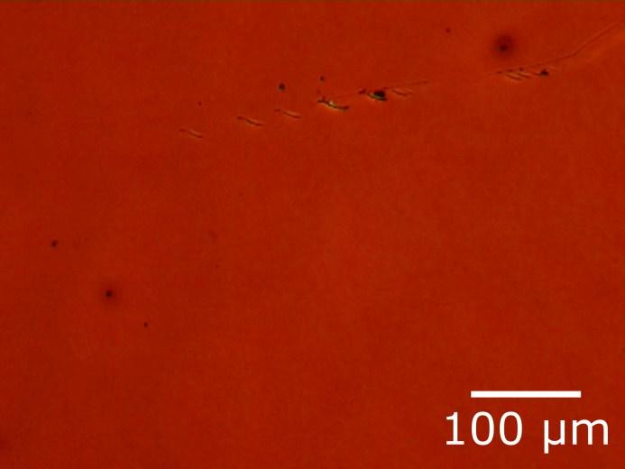 Figure S2. Optical microscope image (x255) of a methylammonium lead(ii) triiodide (MAPbI 3 ) intermediate film prior to annealing.