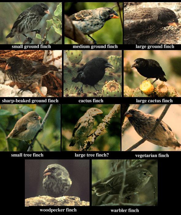 Darwin noticed each island had unique finches that