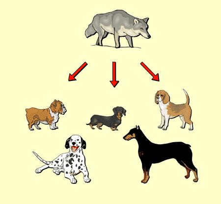 Artificial Selection We ve seen this happen with dog breeding It seems