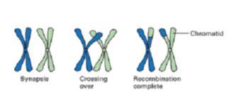 Stages of Meiosis A) Meiosis I - consists of phases similar to Mitosis - Chromosomes have replicated during interphase and are double stranded - During Prophase I, each chromosome pair up with