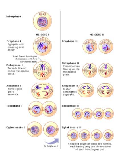 C. Meiosis II - Occurs at the