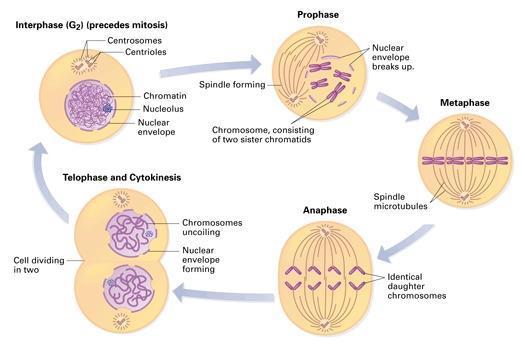 meiosis I Result of Meiosis II: -