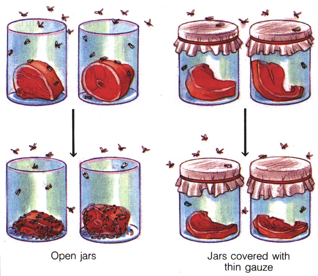 3. Results: a) After a few days, meat in all jars spoiled and maggots were found only on
