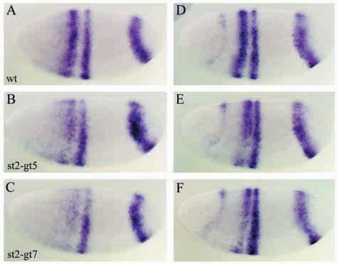 Repression borders involving giant 3769 Fig. 4. Ectopic gt represses lacz expression driven by the 480 bp minimal stripe enhancer.