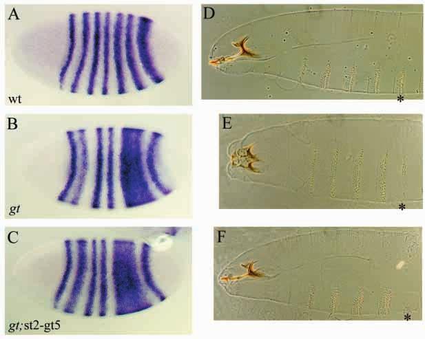 3770 X. Wu, R. Vakani and S. Small Fig. 6. The loss of eve stripe 2 expression and the anterior cuticle defects in gt mutant embryos can be rescued by the st2-gt transgene.