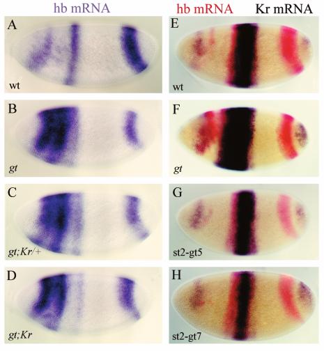 Repression borders involving giant 3771 further demonstrates the importance of gt-mediated restriction of Kr expression to central regions of the embryo.