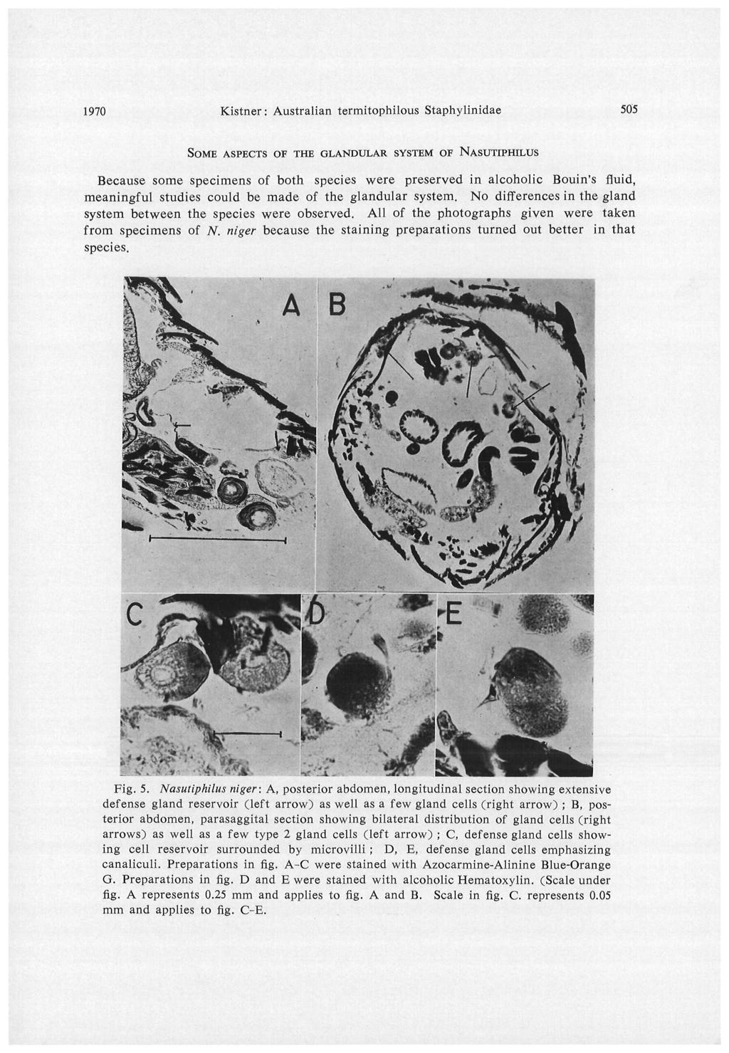 1970 Kistner: Australian termitophilous Staphylinidae 505 SOME ASPECTS OF THE GLANDULAR SYSTEM OF NASUTIPHILUS Because some specimens of both species were preserved in alcoholic Bouin's fluid,