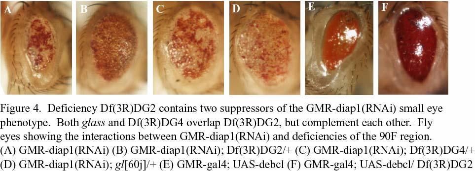 78 A potential suppressor in 90F that is not glass In the screen both the Df(3R)DG2 and Df(3R)Cha7 deficiencies were isolated as moderate suppressors of the eye phenotype (Fig.