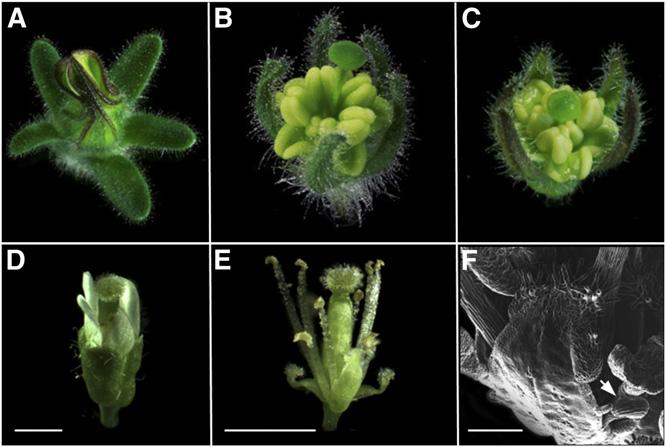 Redefining C and D in the Petunia ABC 2311 ovules that were transformed into carpel-like structures. Nevertheless, we found that female fertility was dramatically decreased in these lines.