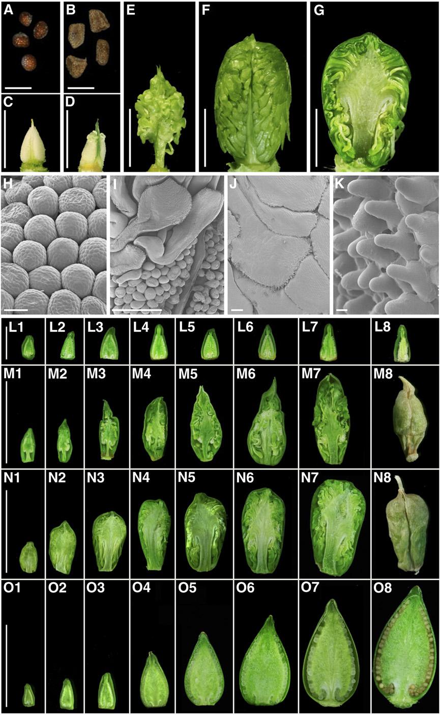 2312 The Plant Cell Figure 6. D-Clade Gene Loss-of-Function Phenotypes and Combined D- and C-Clade Loss-of-Function Phenotypes. (A) Wild-type petunia V26 seed. (B) fbp7-2 fbp11-1 seeds.