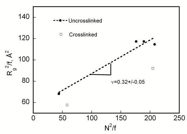 Figure 3.4. Plot of Rg 2 /f as a function of N 2 /f for uncrosslinked and crosslinked stars in cyclohexane. The solid line is fitting for Daoud-Cotton model with ν=0.32±0.05. 3.3 Dynamic light scattering 3.