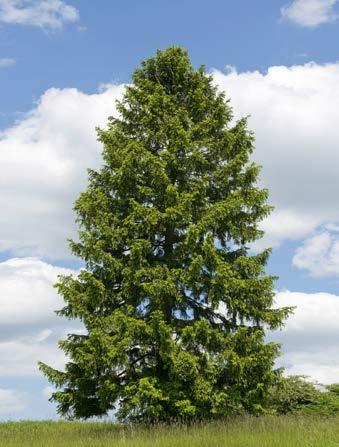 Evergreen trees lose and grow their leaves throughout the year.
