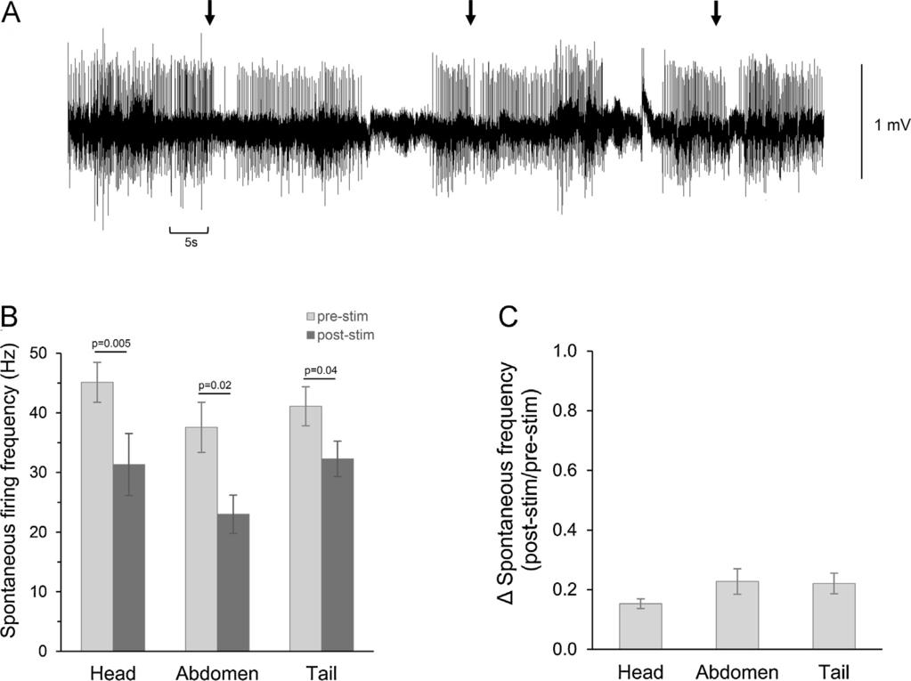J.S. Titlow et al. / Neuroscience Research 83 (2014) 54 63 61 Fig. 8. Extracellular recordings from a segmental nerve during non-rhythmic spontaneous activity.