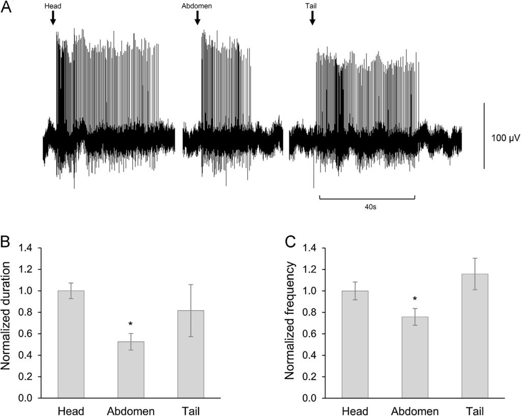 (B) Spontaneous activity decreased in response to tactile stimuli delivered in each anatomical region.