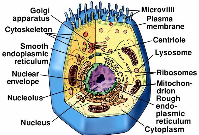 Eukaryotic cell structure larger, with a typical plasma membrane - some with a cell wall Many