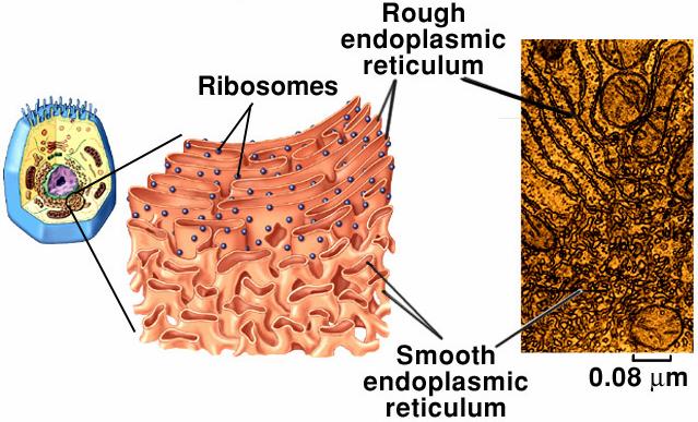 Endoplasmic reticulum (ER) -a web-like series of membranes within the cytoplasm in the form of flattened sheets, sacs, tubes, creates many membrane enclosed spaces - spreads throughout the cytoplasm