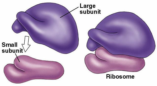 Ribosomes - protein synthetic machinery two subunits -large and small - each