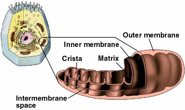 Mitochondria - cellular powerhouses - the site of much of the