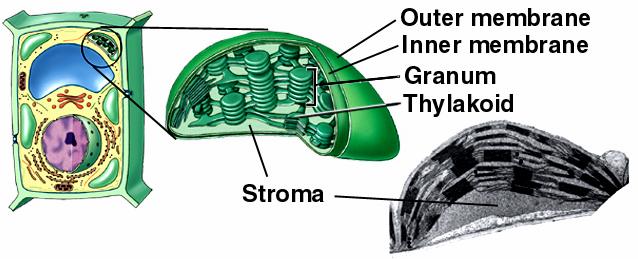 Chloroplasts - sites of photosynthesis - in nearly all plants and some protists trap light energy and convert it into chemical energy have double membrane structure - inner space is the stroma Within