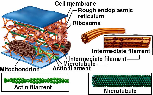 actin filaments - involved in cell movements and in membrane deformations - smallest components of the cytoskeleton microtubules -hollow tubes made of proteins called tubulins responsible for cell