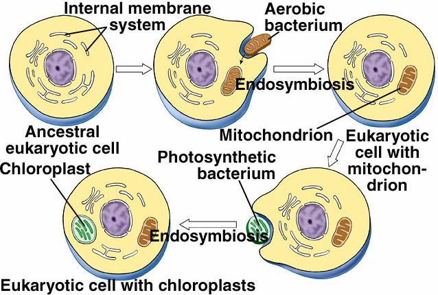 Mitochondria and chloroplasts appear to be the direct descendants of energy producing bacteria.