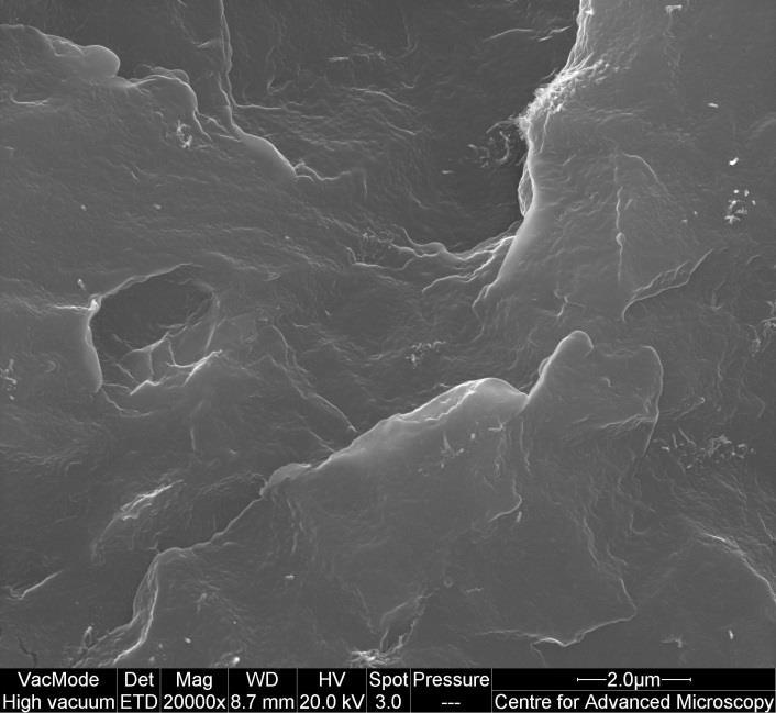 SEM micrographs at magnification 20