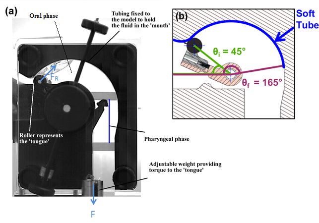 Artificial Throat Figure 8.1: (a) Photograph of Artificial Throat experiment setup. (b) Detailed drawing of the arm and roller without liquid (Source from Hayoun et al.