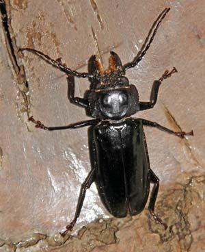 A Horticulture Information article from the Wisconsin Master Gardener website, posted 8 May 2015 The beetles are a very large group of insects.