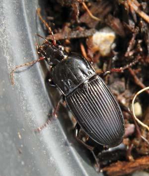 Ground beetles Family Carabidae Ground beetles are often dark colored and many are nocturnal.